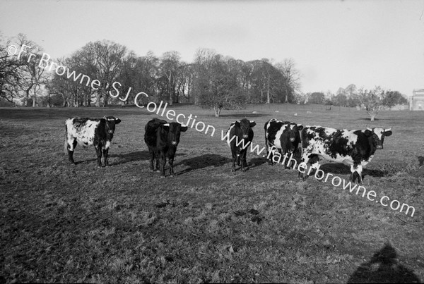 COWS IN LOWER FIELD